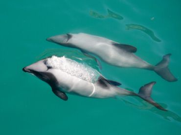 Akaroa Dolphins